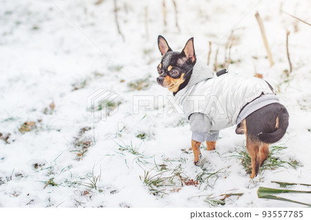 A tricolor chihuahua dog in a gray vest is standing in the snow. A small thoroughbred dog in winter. A tricolor chihuahua dog in a gray vest is standing in the snow. A small thoroughbred dog in winter. 93557785