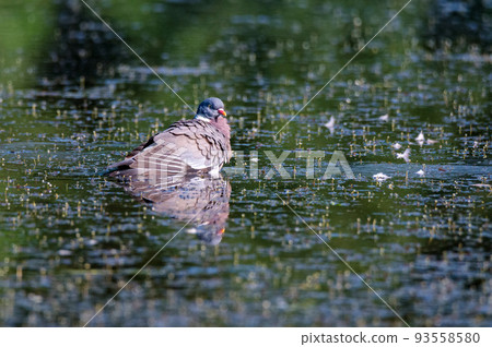 Wood Pigeon or Columba palumbus Wood Pigeon or Columba palumbus 93558580