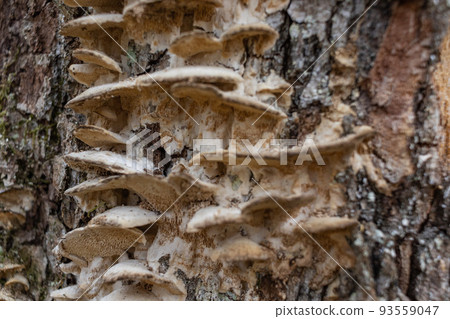 Large parasitic mushroom that grows on tree trunks. Tinder fungus, hoof fungus, tinder conk, tinder polypore or ice man fungus Large parasitic mushroom that grows on tree trunks. Tinder fungus, hoof fungus, tinder conk, tinder polypore or ice man fungus 93559047