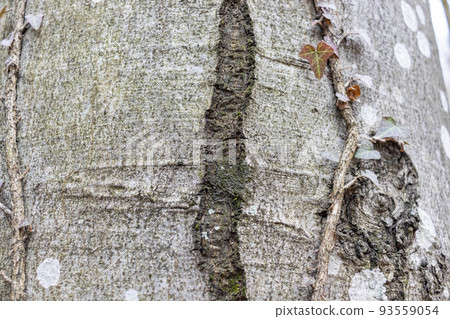 Ivy, Hedera helix climbing on smooth bark of a tree. Close up texture copy space Ivy, Hedera helix climbing on smooth bark of a tree. Close up texture copy space 93559054