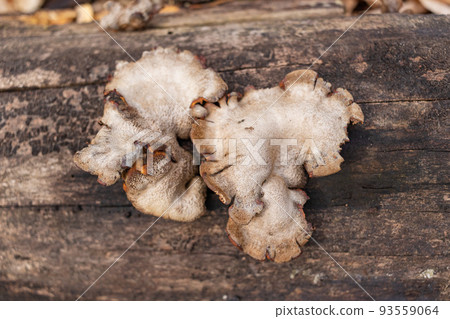 Large parasitic mushroom that grows on tree trunks. Tinder fungus, hoof fungus, tinder conk, tinder polypore or ice man fungus Large parasitic mushroom that grows on tree trunks. Tinder fungus, hoof fungus, tinder conk, tinder polypore or ice man fungus 93559064