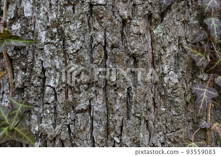 Natural background with textured grey bark and green ivy leaves on border. Park and eco-friendly banner. Copyspace Natural background with textured grey bark and green ivy leaves on border. Park and eco-friendly banner. Copyspace 93559083
