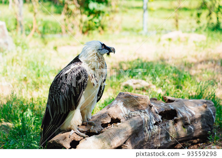 Bearded vulture on a stump in the zoo enclosure.  93559298