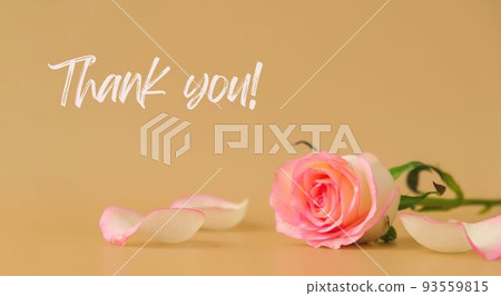 thank you text greeting card Delicate pink roses on beige background. Minimal trendy composition. Romantic pastel pink rose flowers. Modern aesthetic. Neutral earth tones thank you text greeting card Delicate pink roses on beige background. Minimal trendy composition. Romantic pastel pink rose flowers. Modern aesthetic. Neutral earth tones 93559815