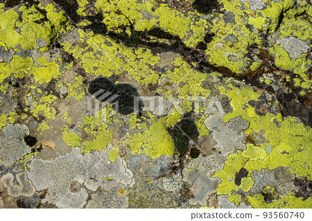 Stone covered with moss Stone covered with moss 93560740