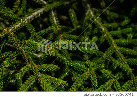 Green branches of fir tree Green branches of fir tree 93560741