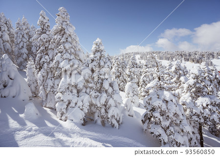 mountain and pine tree covered with snow in uludag mountain 93560850