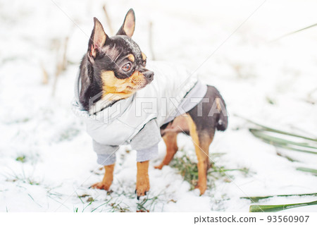 A tricolor chihuahua dog in a gray vest is standing in the snow. A small thoroughbred dog in winter. 93560907
