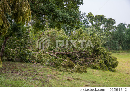 The tree was destroyed by the storm's intensity The tree was destroyed by the storm's intensity 93561842