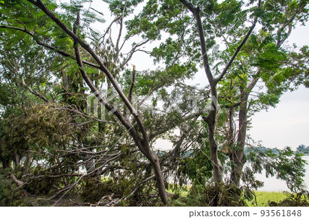 The tree was destroyed by the storm's intensity The tree was destroyed by the storm's intensity 93561848