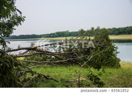 The tree was destroyed by the storm's intensity The tree was destroyed by the storm's intensity 93561852