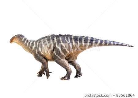 Iguanodon Dinosaur on white isolate background Clipping path Iguanodon Dinosaur on white isolate background Clipping path 93561864