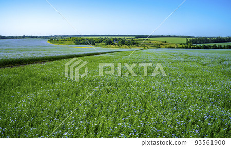A road through a field of flowering flax leads to a small farm A road through a field of flowering flax leads to a small farm 93561900