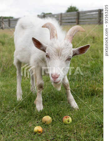 Curious or timid white furry goat with rectangular pupils and three apples on the grass Curious or timid white furry goat with rectangular pupils and three apples on the grass 93563205
