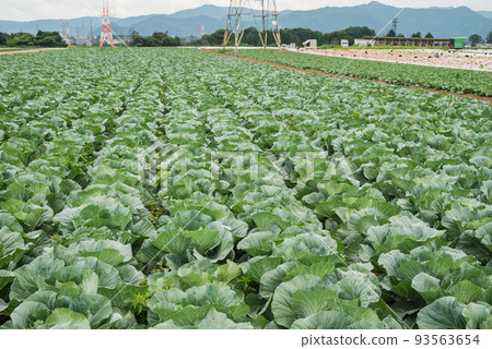 Cabbage field in summer [Seba, Shiojiri City] 93563654