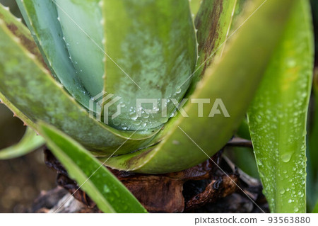 蘆薈 蘆薈 93563880