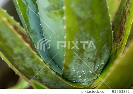 蘆薈 蘆薈 93563881