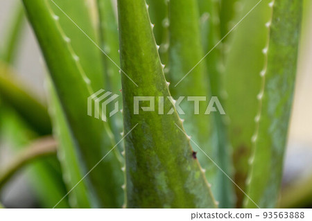 Aloe 93563888
