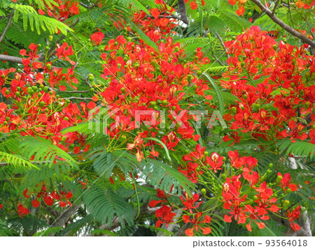 Flowering of poinciana 93564018