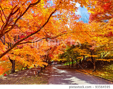 Autumn leaves of Momiji Lake, Minowa Town Autumn leaves of Momiji Lake, Minowa Town 93564595