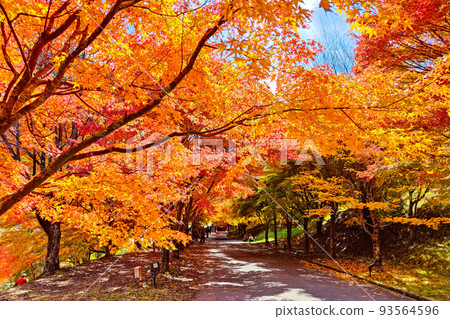 Autumn leaves of Momiji Lake, Minowa Town 93564596