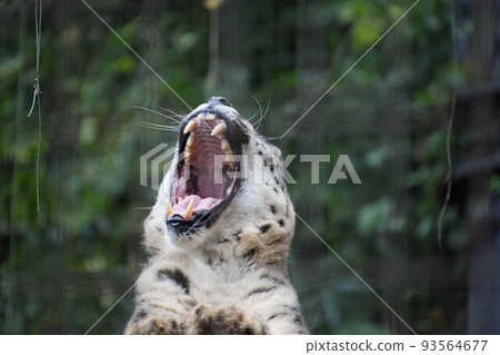 Yawning leopard yawn Yawning leopard yawn 93564677