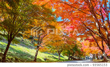 Autumn leaves of Momiji Lake, Minowa Town 93565153