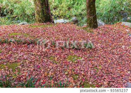 Autumn scenery of Iwaya Park 93565237