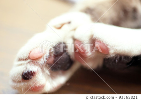 貓的前後腿爪墊特寫 93565821