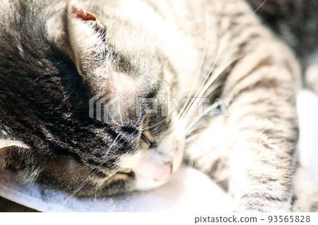 A mackerel cat sleeping in the sun 93565828