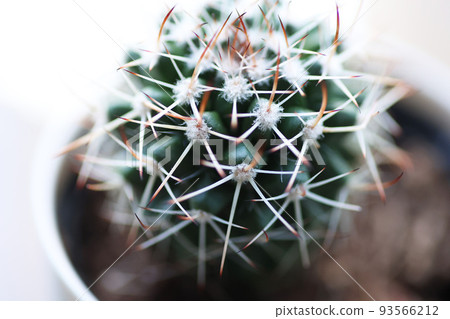 Cactus Hakuryumaru close-up 93566212