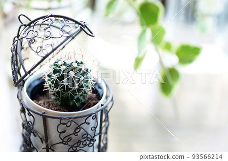 時尚的金屬絲容器中的可愛仙人掌 時尚的金屬絲容器中的可愛仙人掌 93566214