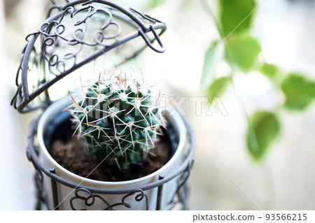Cute cactus in a stylish wire container Cute cactus in a stylish wire container 93566215