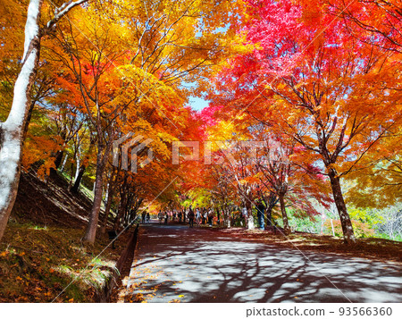 箕輪町紅葉湖的紅葉 箕輪町紅葉湖的紅葉 93566360