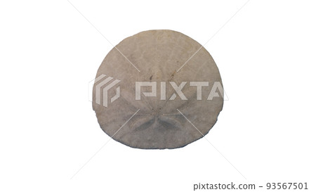 Single sand dollar isolated on a white background with a clipping path. High quality photo Single sand dollar isolated on a white background with a clipping path. High quality photo 93567501
