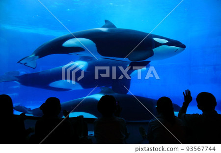 水族館裡的兩隻虎鯨 93567744