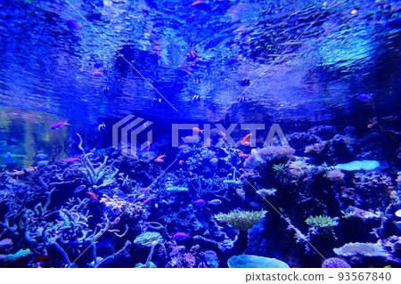 aquarium blue tank 93567840
