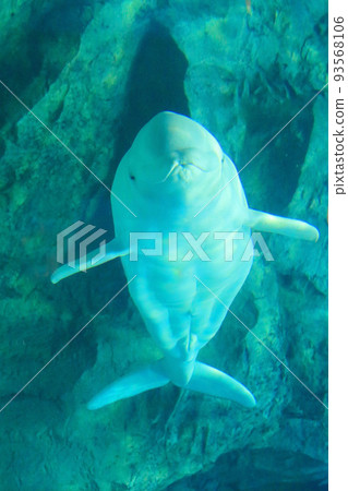 cute beluga cute beluga 93568106