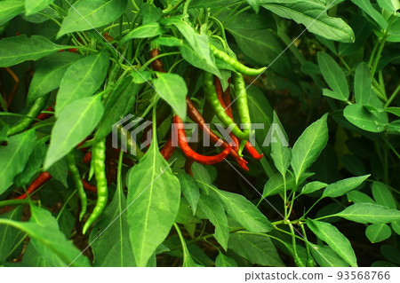 red chili peppers grow 93568766