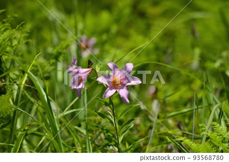 百合花 百合花 93568780