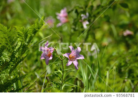 百合花 百合花 93568781