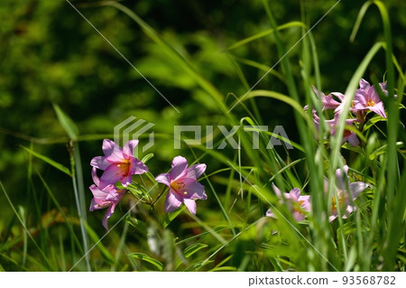 百合花 93568782