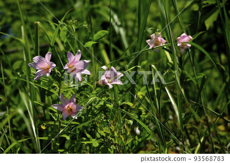 百合花 93568783