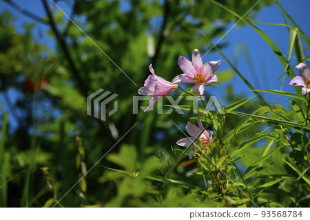 百合花 百合花 93568784