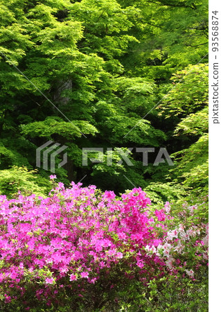 Kogenji Temple Azaleas in the fresh greenery 93568874