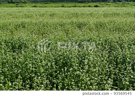 Blooming buckwheat fields in Kitakata, Aizu Blooming buckwheat fields in Kitakata, Aizu 93569545