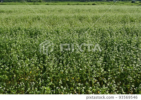 Blooming buckwheat fields in Kitakata, Aizu 93569546