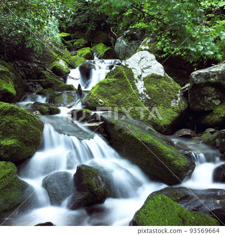 Mossy valley Mossy valley 93569664