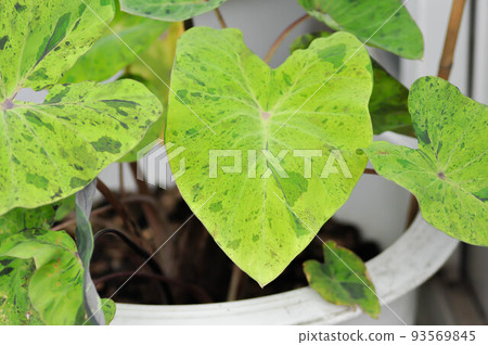 Alocasia, Alocasia mohito or Mojito Alocasia or tricolor alocasia or black and green leaf Alocasia, Alocasia mohito or Mojito Alocasia or tricolor alocasia or black and green leaf 93569845