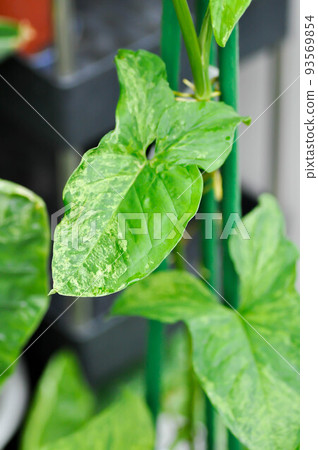 Syngonium podophyllum, Arrowhead Vine or Goosefoot Plant or Araceae or bicolor syngonium 93569854